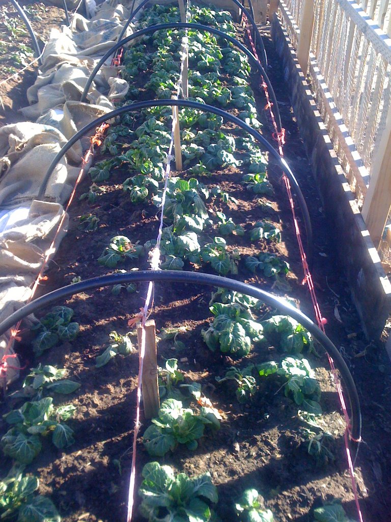 Winter beds still producing