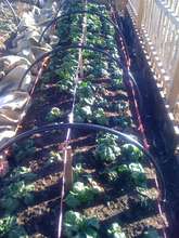 Winter beds still producing