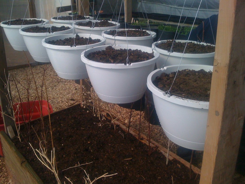 Strawberries and Spinach starts