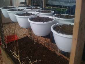 Strawberries and Spinach starts