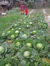 Sawitri (and child!) in her thriving garden