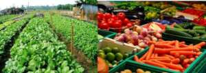 Harvesting tomatoes, carrots