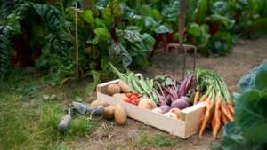 Harvesting onions, carrots, veg.
