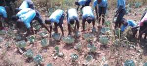 Students harvesting the cabbages