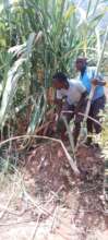 Students with their teacher haversting sugarcane