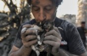 As Families Flee, Lebanon's Pets Are Left Behind
