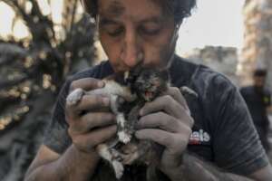 As Families Flee, Lebanon's Pets Are Left Behind