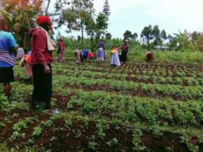 Nyamecheo women weeding a lush row of greens.