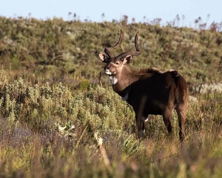 Safeguarding  of Ethiopia Endemic  Walia Ibex