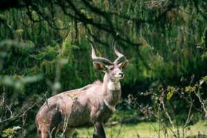 Walia Ibex and Mountain Nyala - a symbol of Ethiop