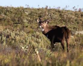 The mountain nyala is classified as Endangered by
