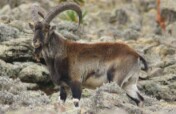 Safeguarding  of Ethiopia Endemic  Walia Ibex