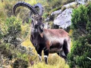 Walia Ibex  most endangered mammals