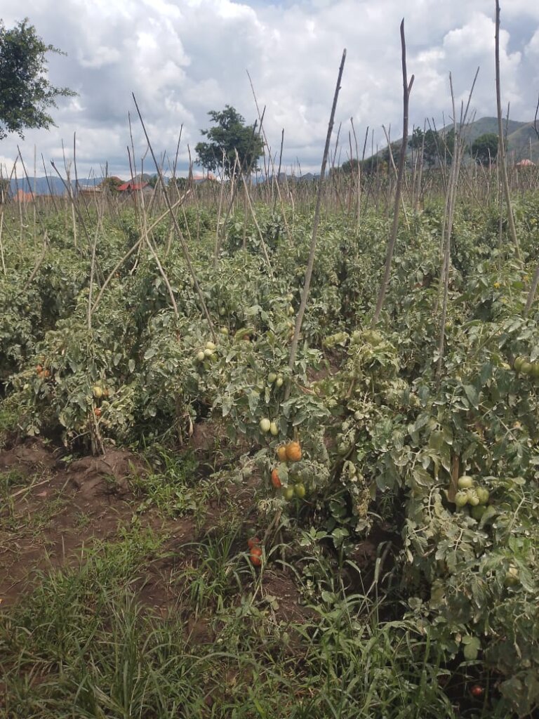 Organic Vegetable growing, & fruit tree growing