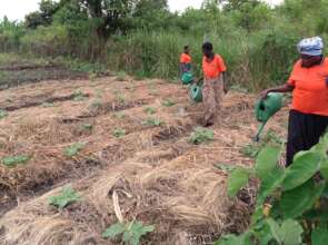 Irrigating the vegetables in the Demo garden