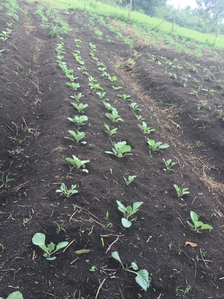 Organic Vegetable growing, & fruit tree growing
