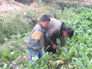 Picking vegetables for dinner
