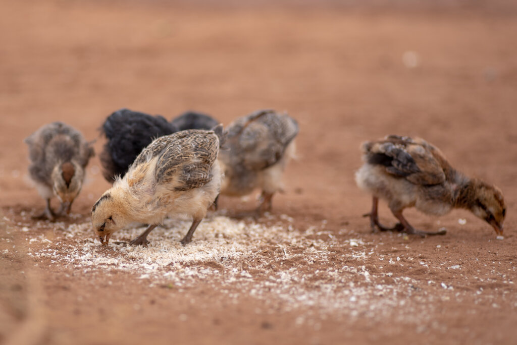 Empower Women as Poultry Health Champions