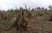 Grow kits for calamity-affected farmers