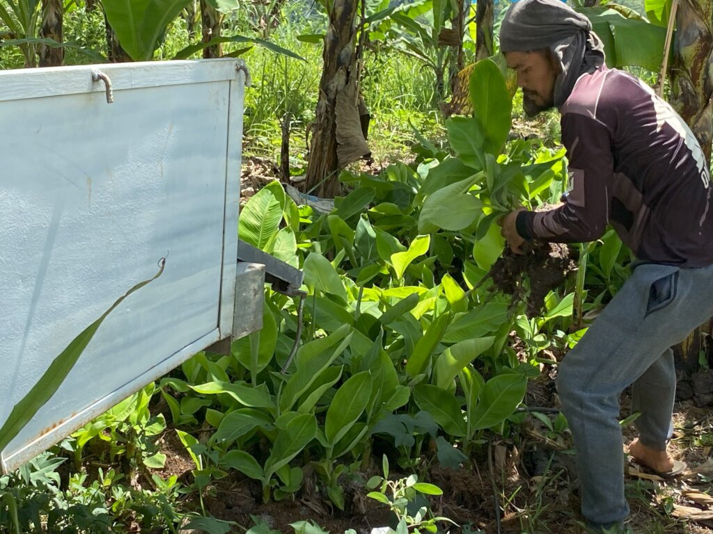Tropical Storm Trami Recovery for Young Farmers