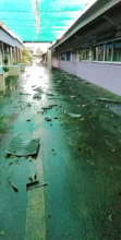 Damaged and Scattered Roof Tilings