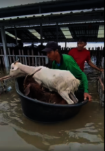 Rush to save the animals during flash flood