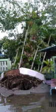 Uprooted Trees Damaging Nearby Walls