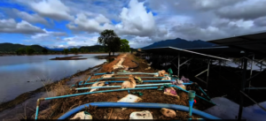 More than 95% cultivated land is damaged