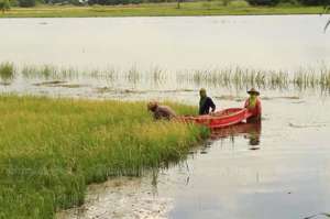 Flooded farmland with early harvest