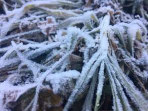 Icicles on the grass