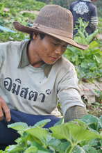 The local strawberry farmer