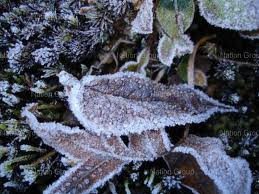 Blanket them With Love -Flood&Cold Relief Thailand