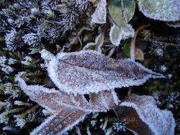 Frost seen on leaves