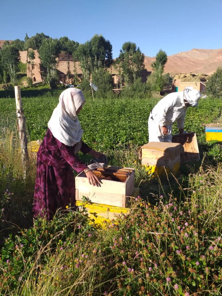 Train 50 Rural Women to Cultivate 12,500,000 Bees