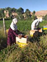 Afghanistan beekeepers amongst wildflower fields