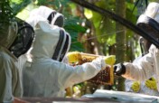 Train 50 Rural Women to Cultivate 12,500,000 Bees