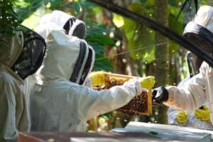 Train 50 Rural Women to Cultivate 12,500,000 Bees