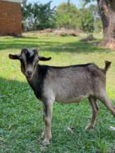 Marcel's Miraculous Recovery