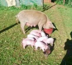 Miracle Birth at our Sanctuary