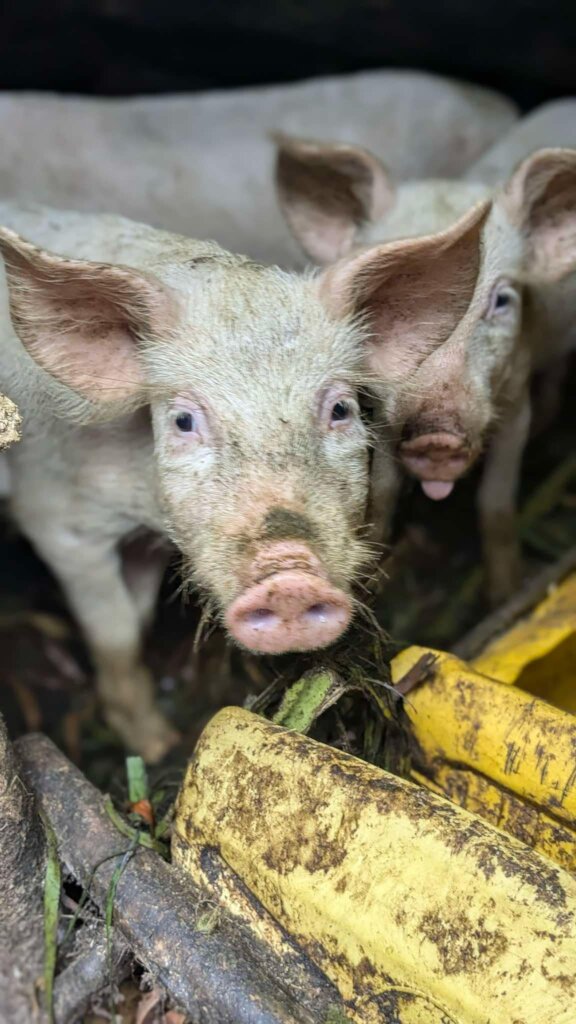 Rescue & Protect Animals in Rural Uganda