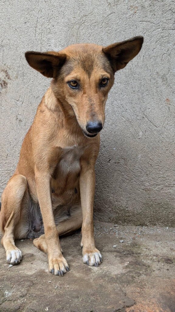 Rescue & Protect Animals in Rural Uganda