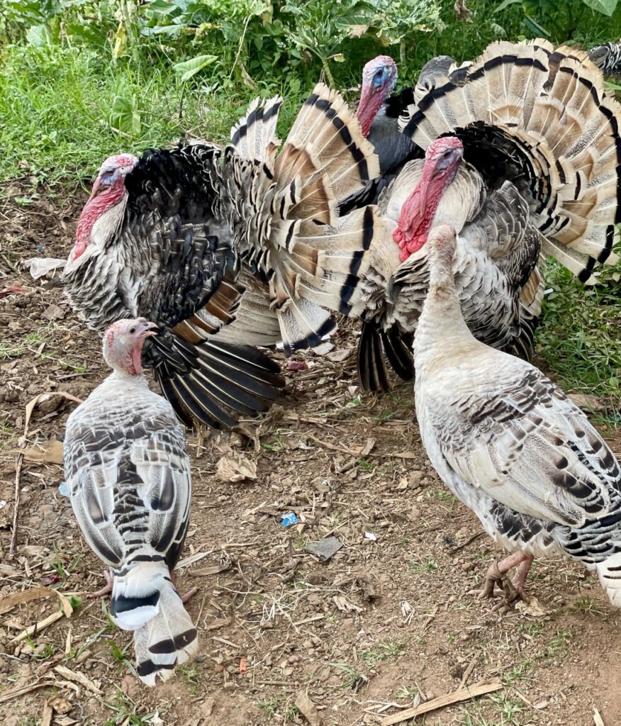 Rescue & Protect Animals in Rural Uganda