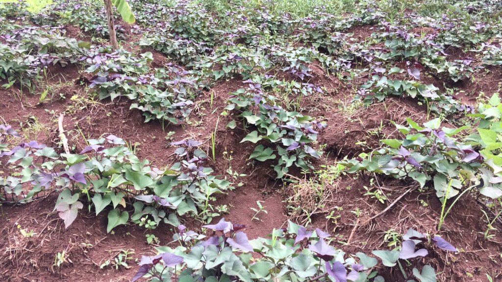 Rescue & Protect Animals in Rural Uganda