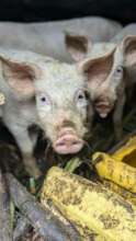 We recently saved these pigs from slaughter.