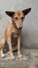 Dog saved from the streets of Mbale
