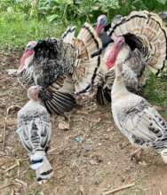 Several poultry saved from slaughter