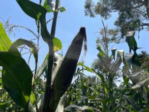 Maize is a consistent vegan food source