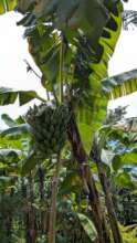 One of our banana trees and vegan food source