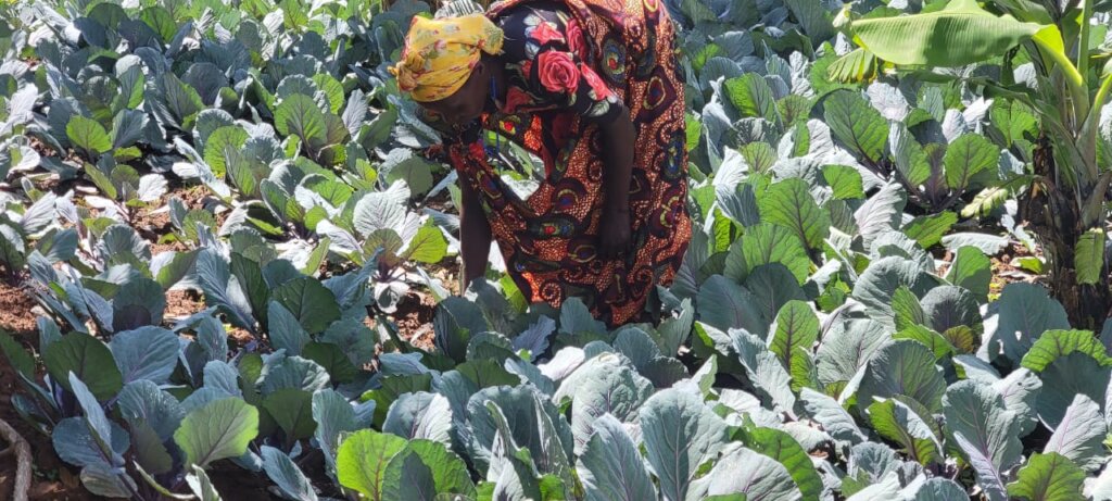 Uganda - Community Gardens, Amatsiko Tours