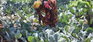 Uganda - Community Gardens, Amatsiko Tours